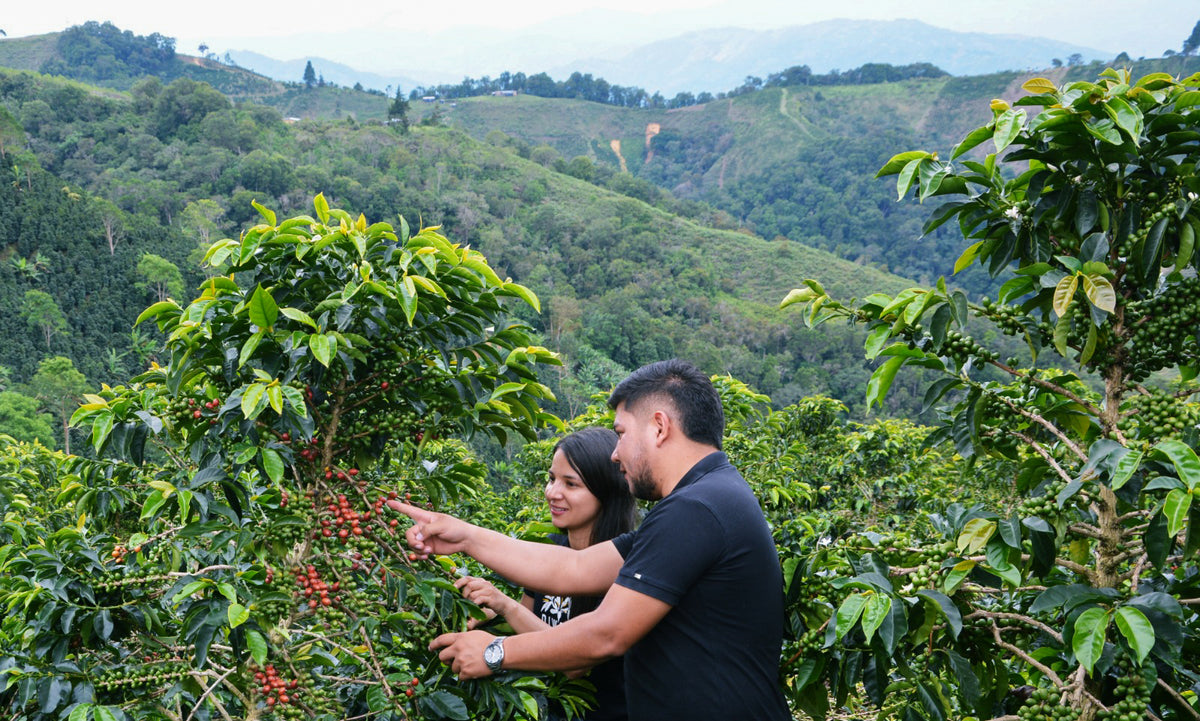 Colombia Pink Bourbon