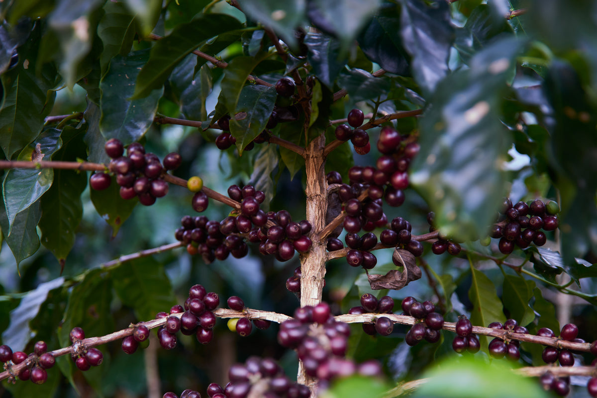 Guatemala Codech