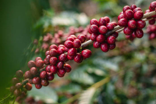 Inside the Coffee Production Process: Farming, Processing, and Roasting