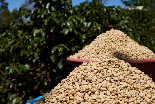 Why Supporting Small Coffee Farmers Matters: The Real Impact Behind Every Cup