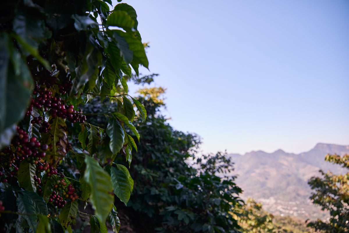 Guatemala Codech