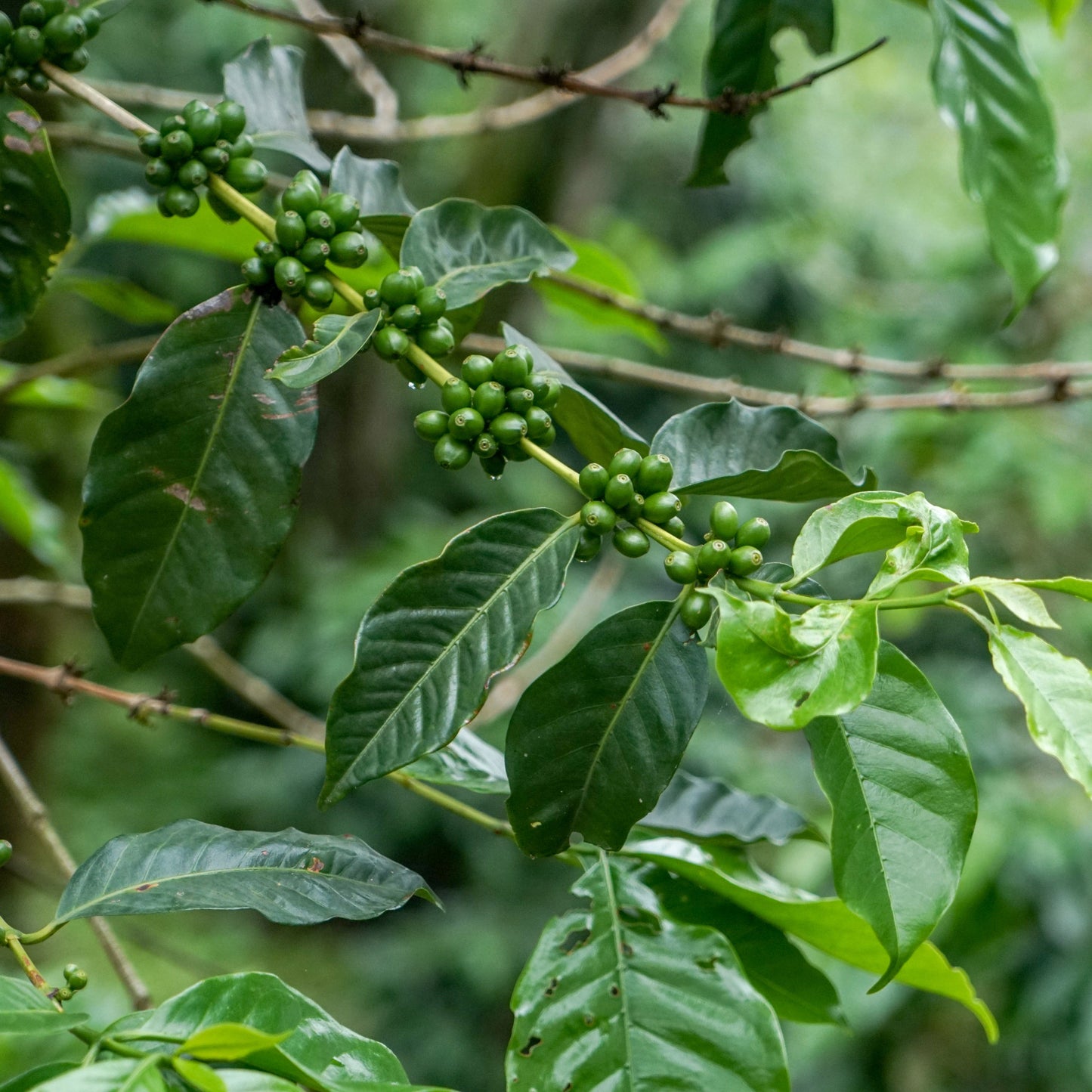 Coffee tree with green leaves and unripe coffee berries in a natural setting